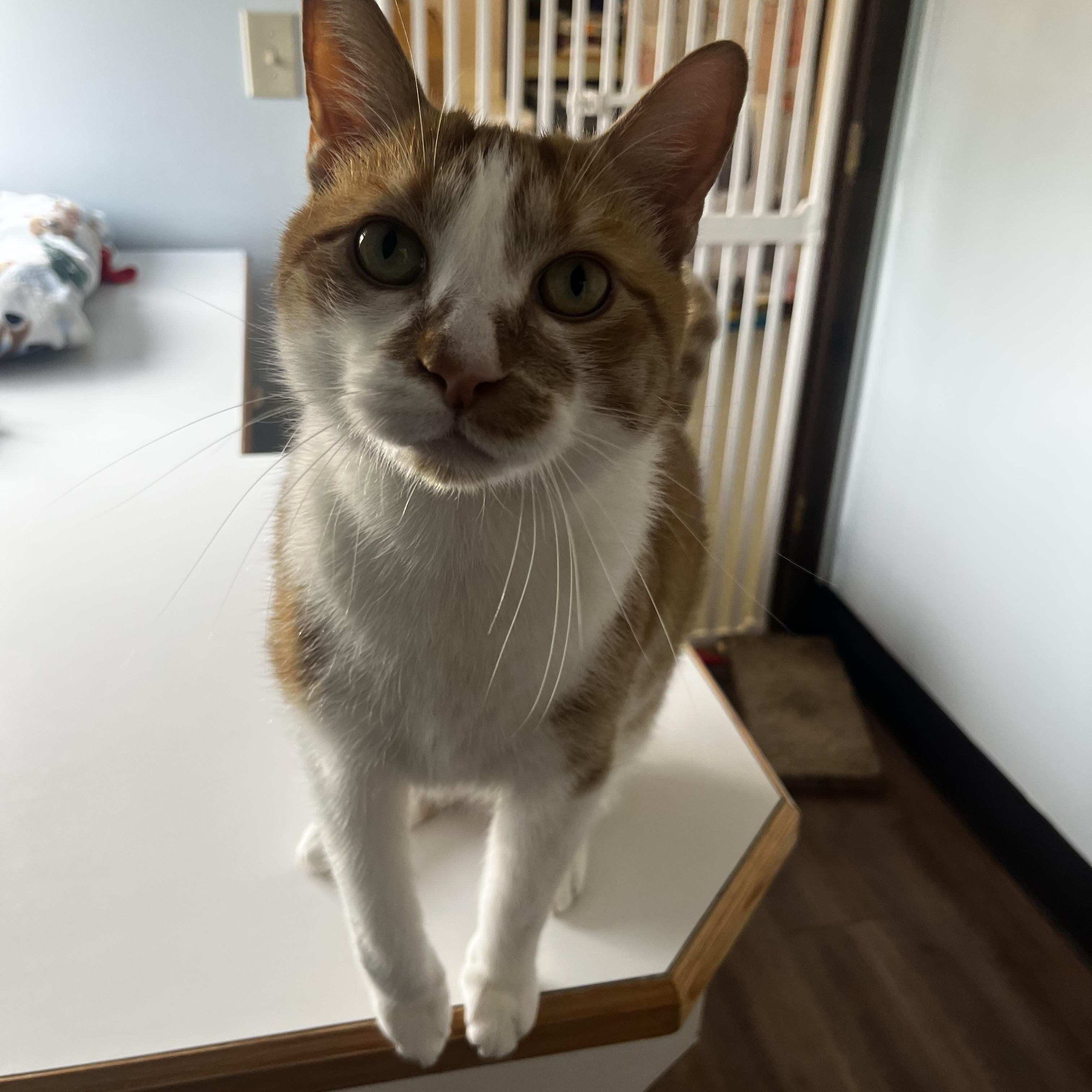 Enlarge Keys, a Adoptable Domestic Short Hair in Grosse Ile, MI image 2/2
