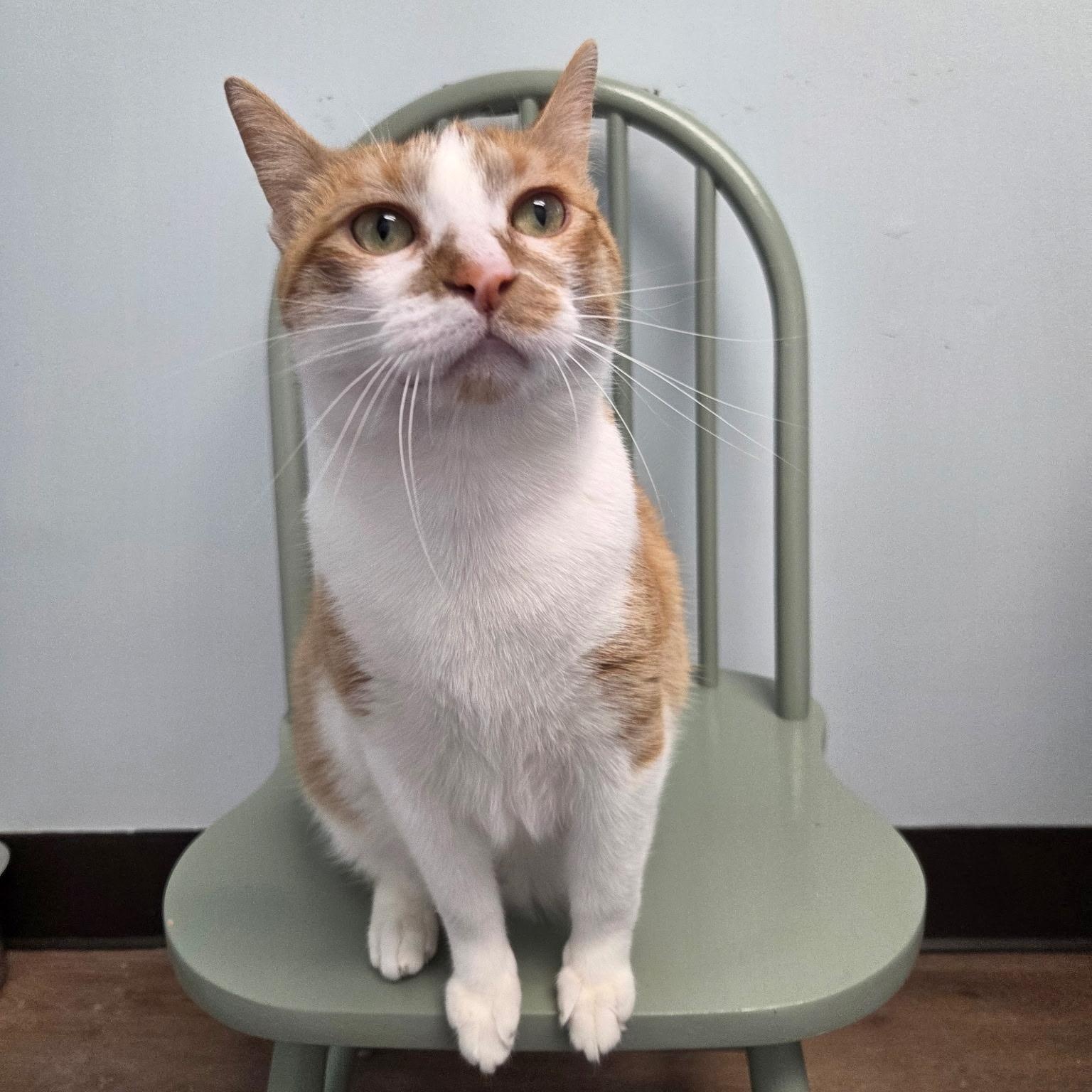 Enlarge Keys, a Adoptable Domestic Short Hair in Grosse Ile, MI image 1/2