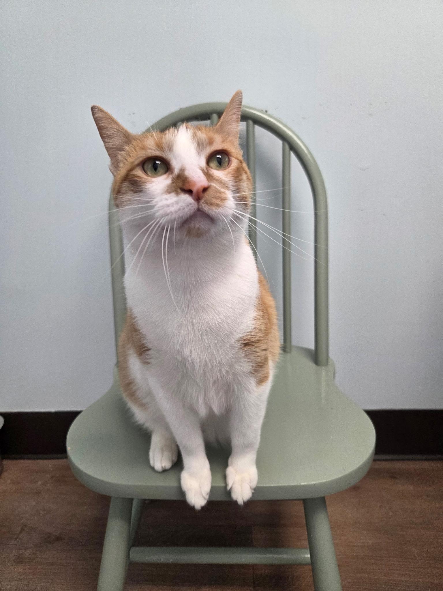 Enlarge Keys, a ADOPTABLE Domestic Short Hair in Grosse Ile, MI image 1/1