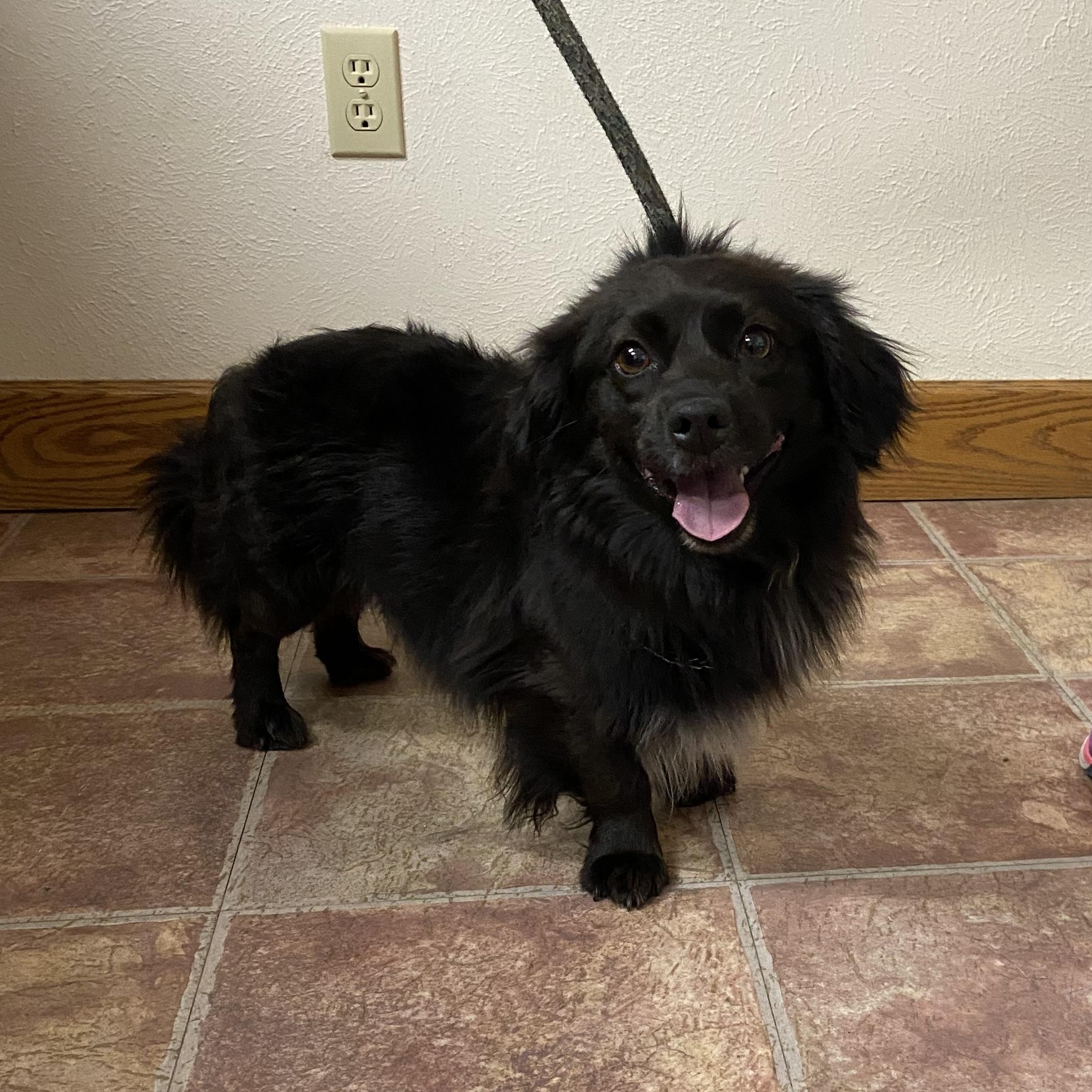 Brutus, an adoptable Mixed Breed in Choteau, MT, 59422 | Photo Image 1