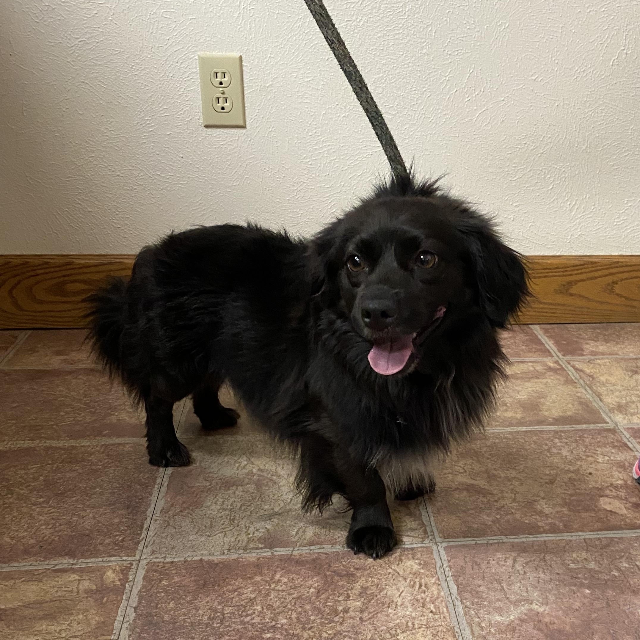 Brutus, an adoptable Mixed Breed in Choteau, MT, 59422 | Photo Image 2