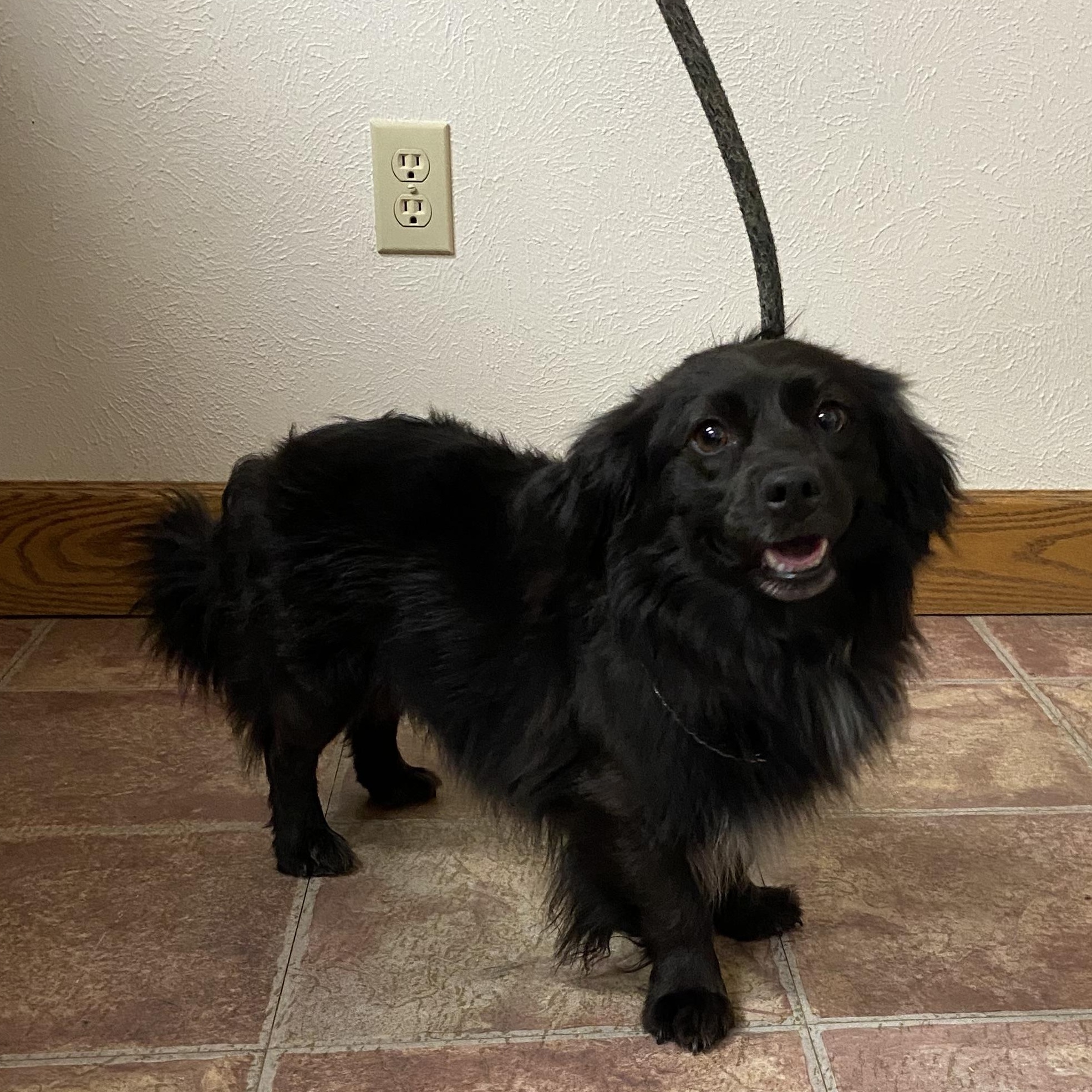 Brutus, an adoptable Mixed Breed in Choteau, MT, 59422 | Photo Image 3