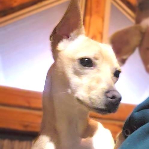 Austin, a ADOPTABLE mixed breed in Oroville, WA image 3/6