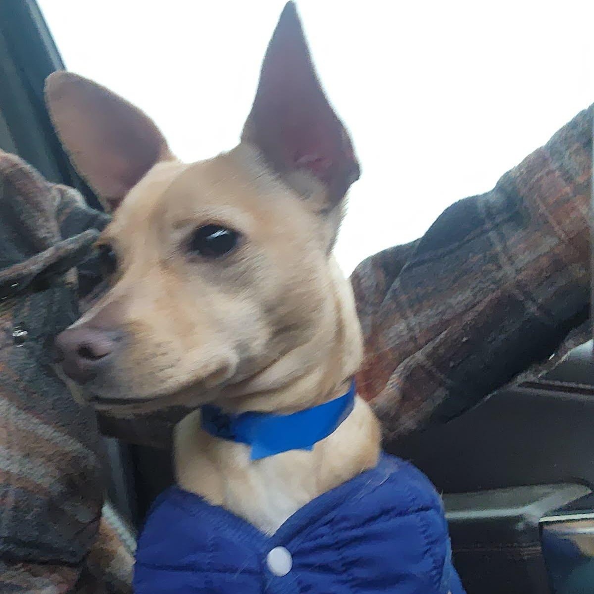 Austin, a ADOPTABLE mixed breed in Oroville, WA image 2/6