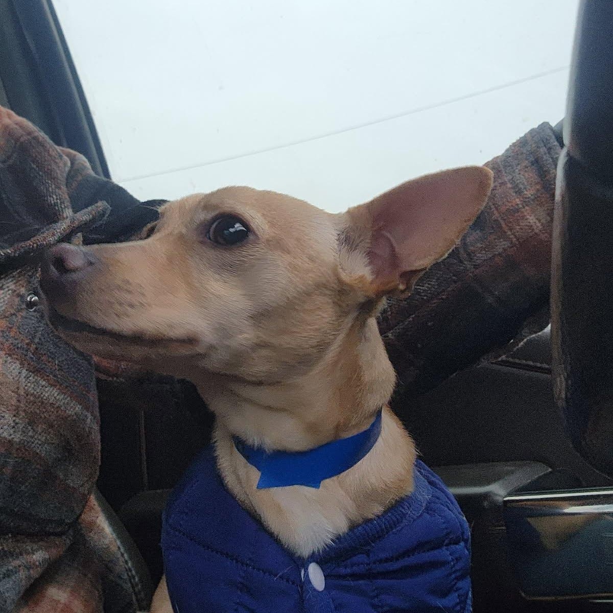 Austin, a ADOPTABLE mixed breed in Oroville, WA image 4/6