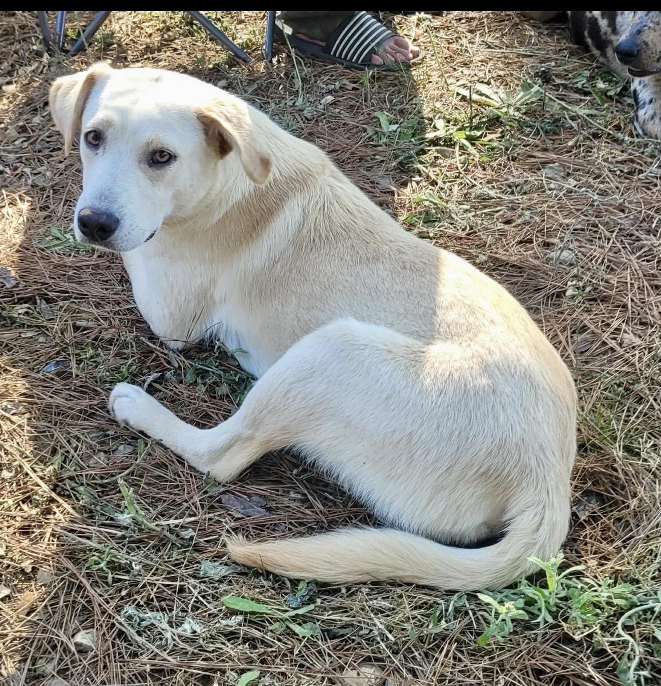 Enlarge Griffin, an adopted mixed breed in South Bend, IN image 2/4