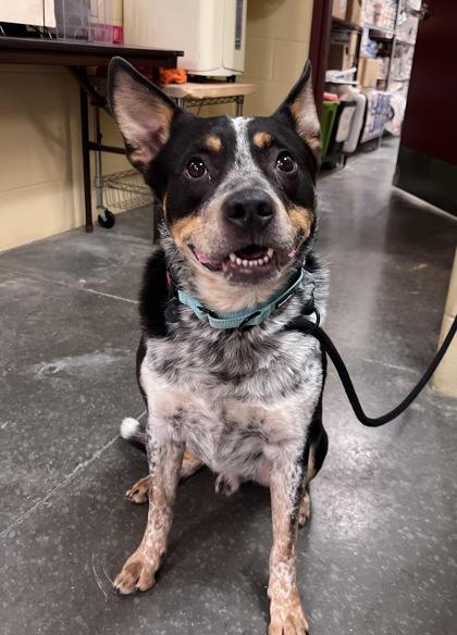 Enlarge Ike, a Adoptable mixed breed in Independence, MO image 1/3