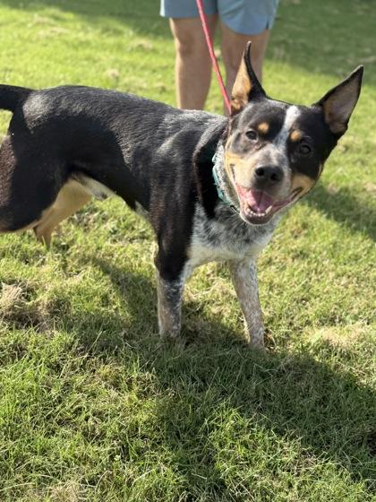 Ike, Adoptable, Adult Male Cattle Dog & Mixed Breed.