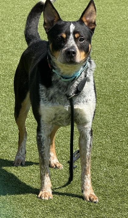 Enlarge Ike, a Adoptable mixed breed in Independence, MO image 3/3