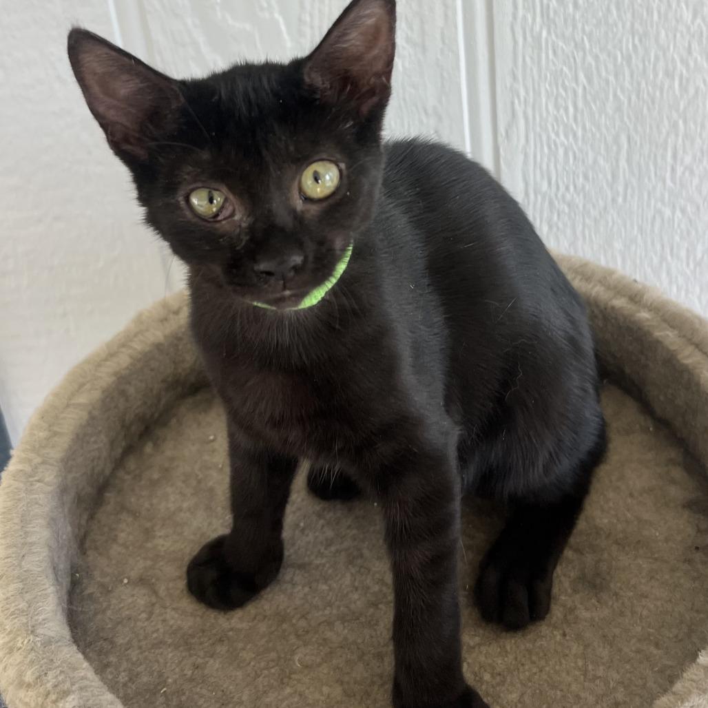 Shadow, Adoptable, Kitten Male Domestic Short Hair.