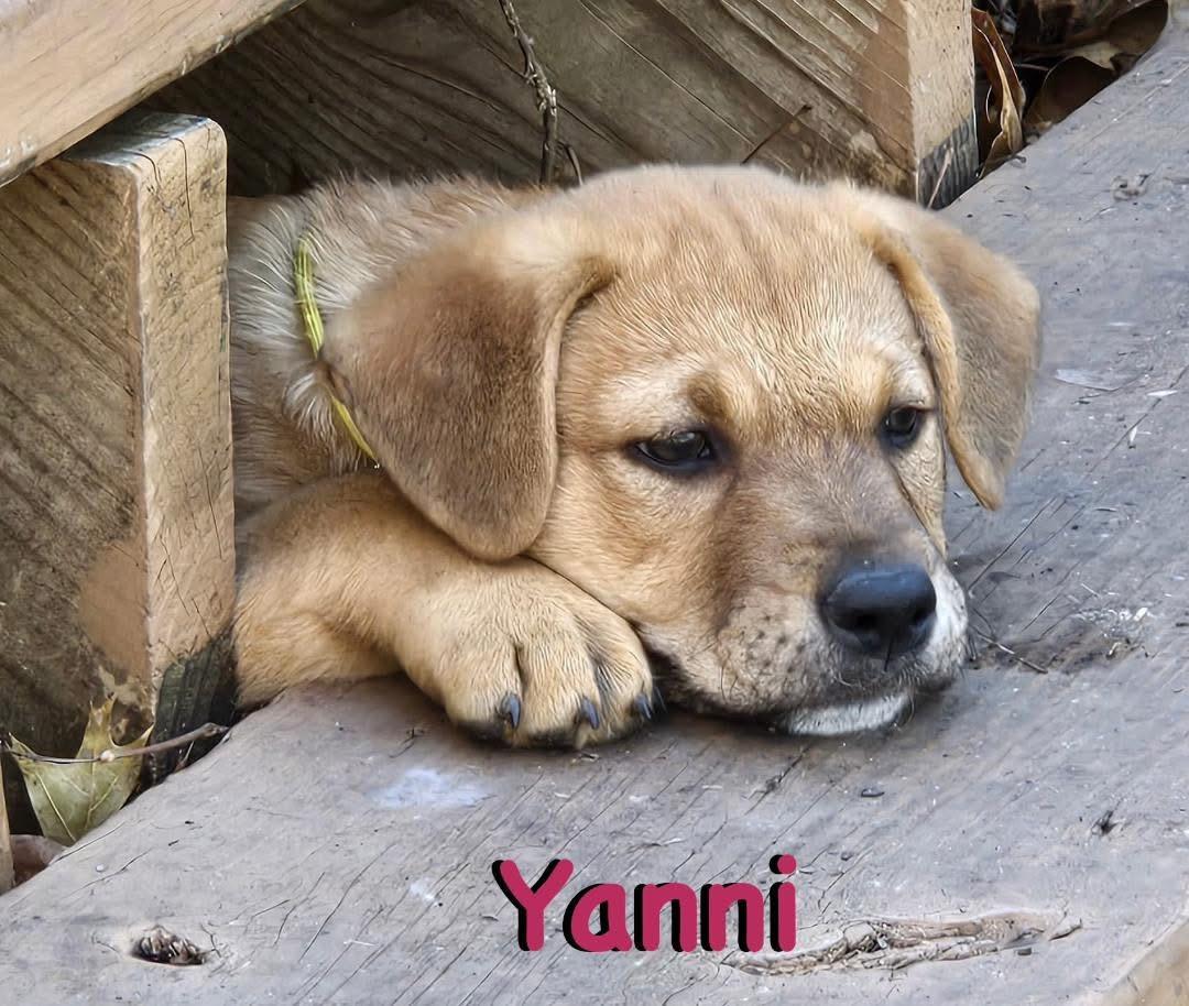 Yanni, a ADOPTABLE mixed breed in Carrollton, TX image 2/3