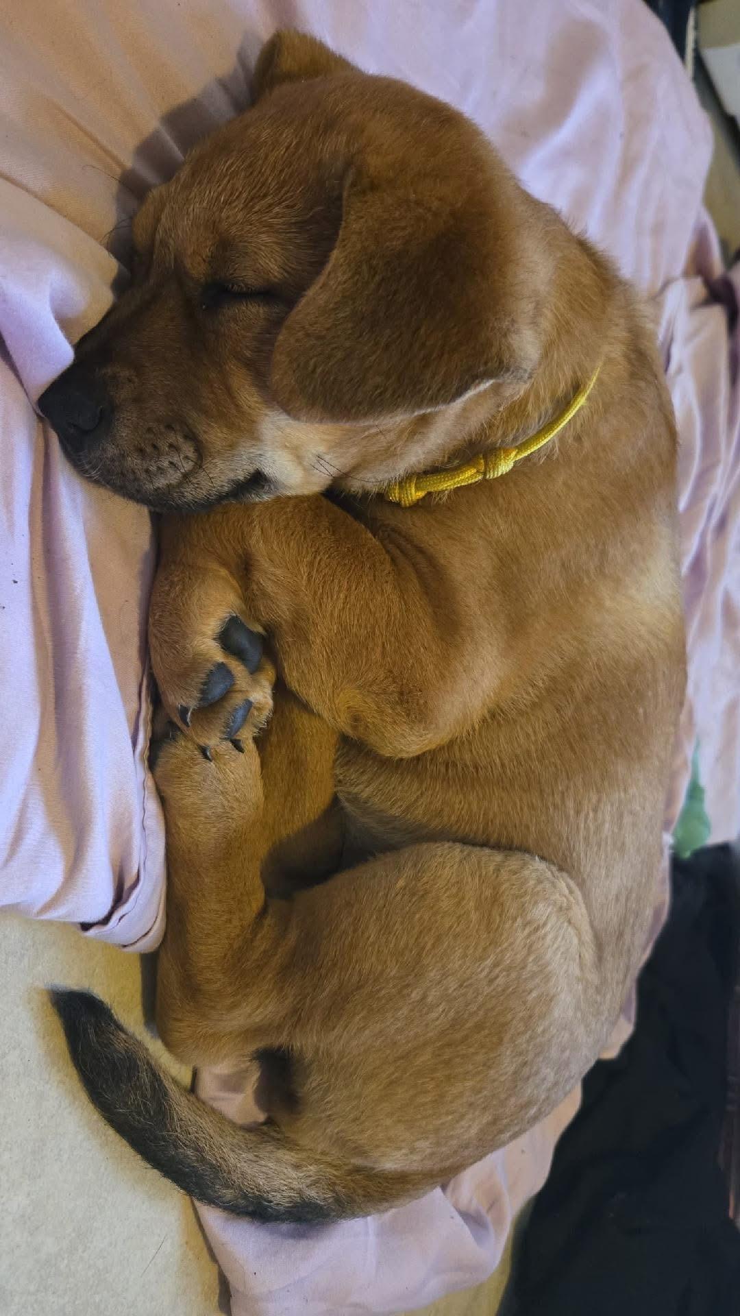 Yanni, a ADOPTABLE mixed breed in Carrollton, TX image 3/3