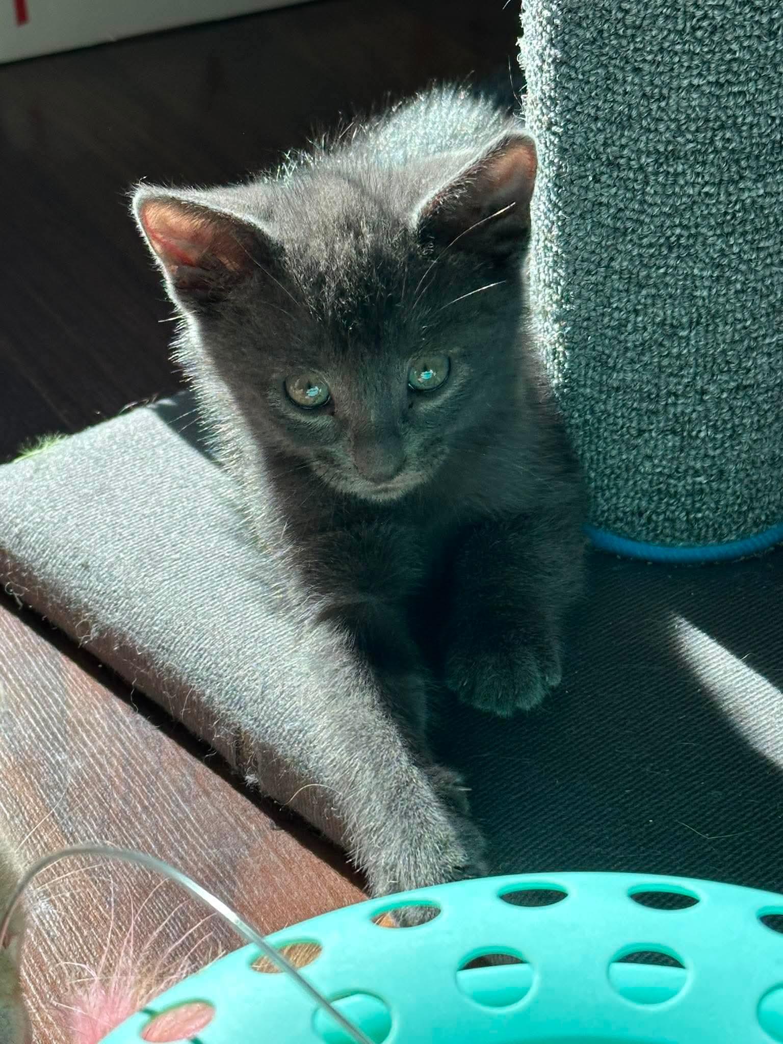 Nova, a ADOPTABLE Domestic Short Hair in Bonney Lake, WA image 1/5