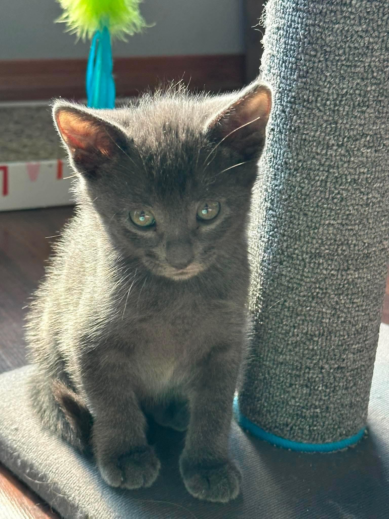 Nova, a ADOPTABLE Domestic Short Hair in Bonney Lake, WA image 2/5