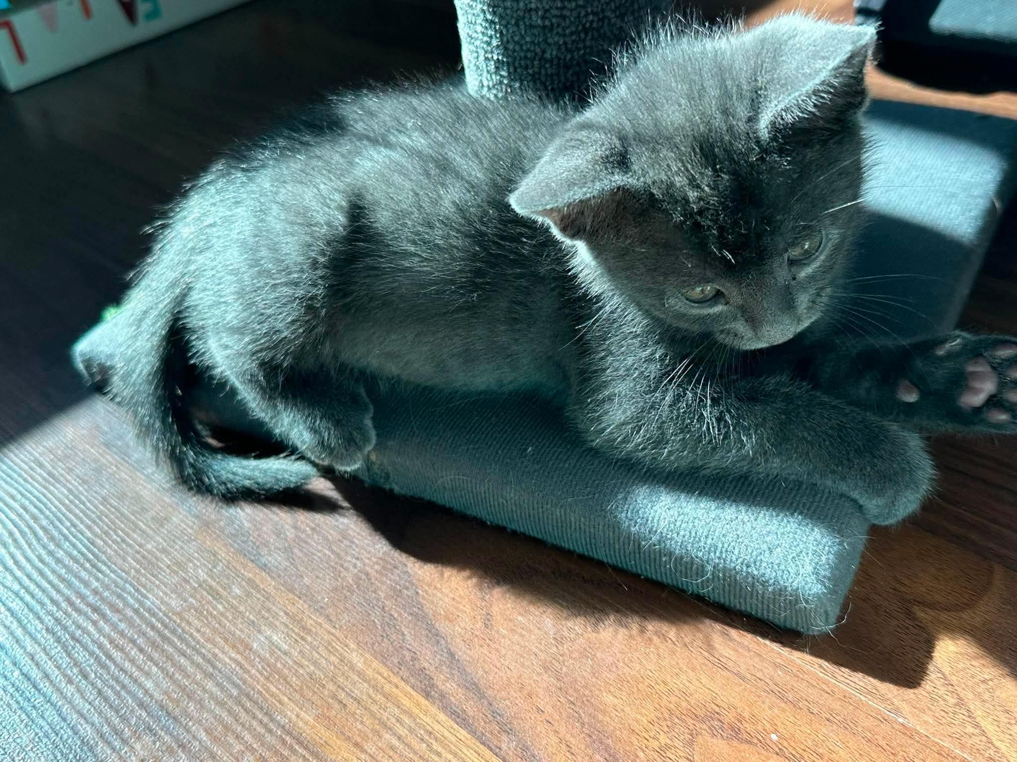Nova, a ADOPTABLE Domestic Short Hair in Bonney Lake, WA image 5/5