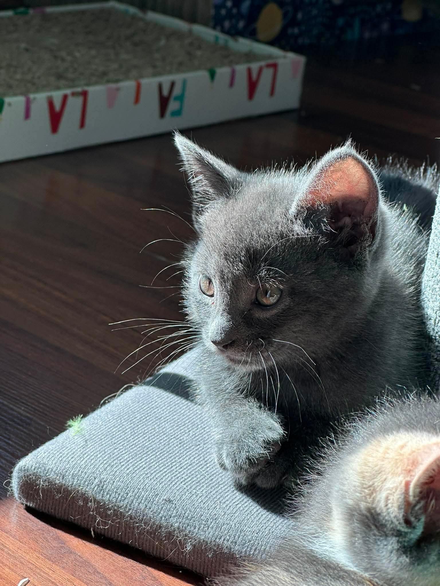 Nova, a ADOPTABLE Domestic Short Hair in Bonney Lake, WA image 3/5