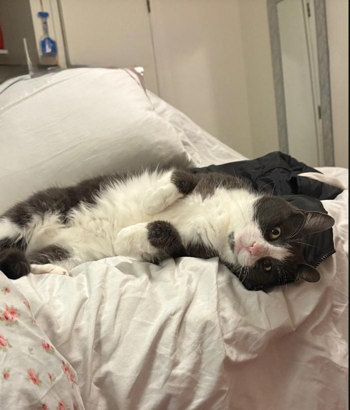 Amie, ADOPTABLE, Adult Female Domestic Medium Hair.