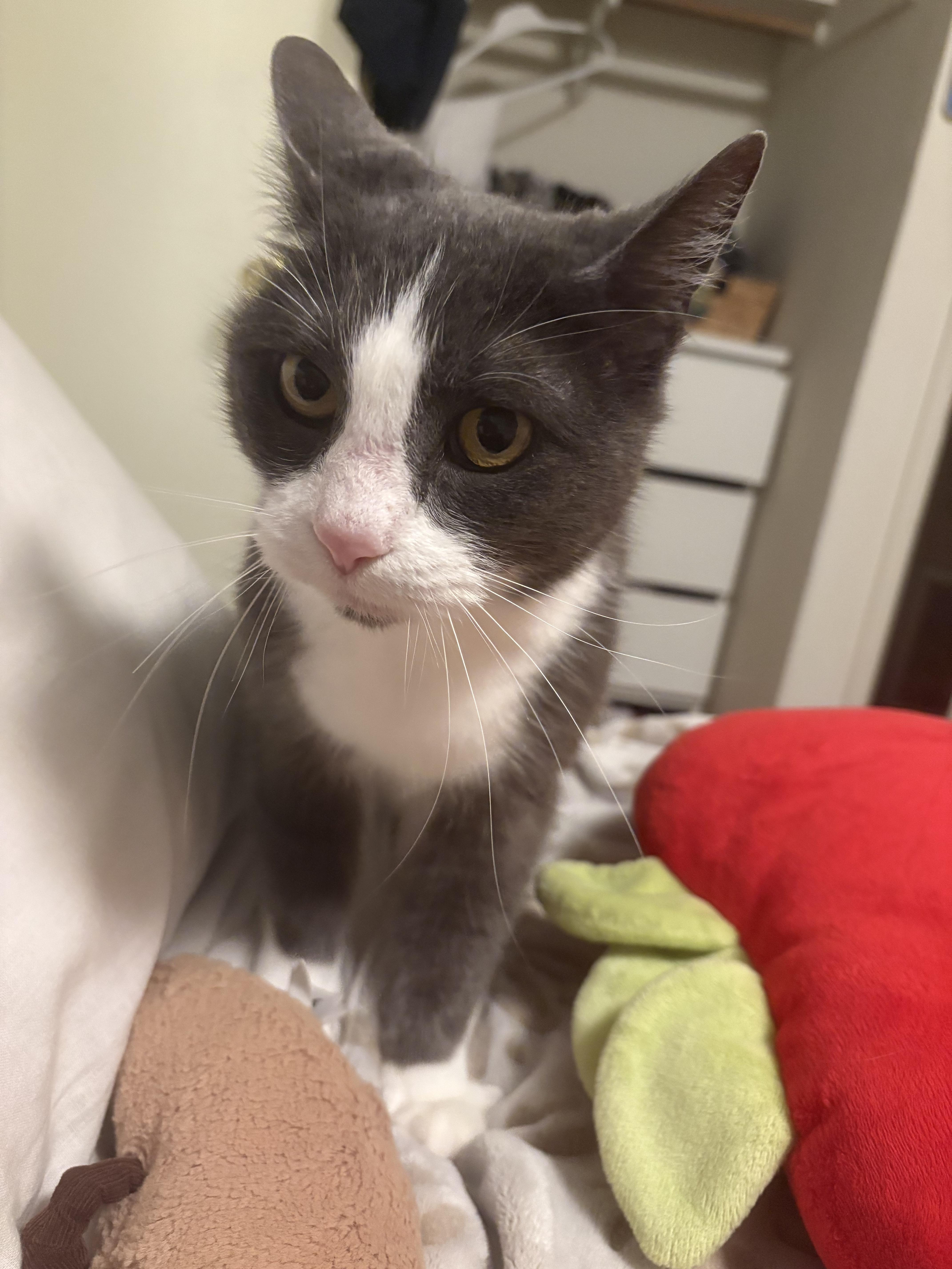 Amie, a ADOPTABLE Domestic Medium Hair in Woodland, CA image 2/4