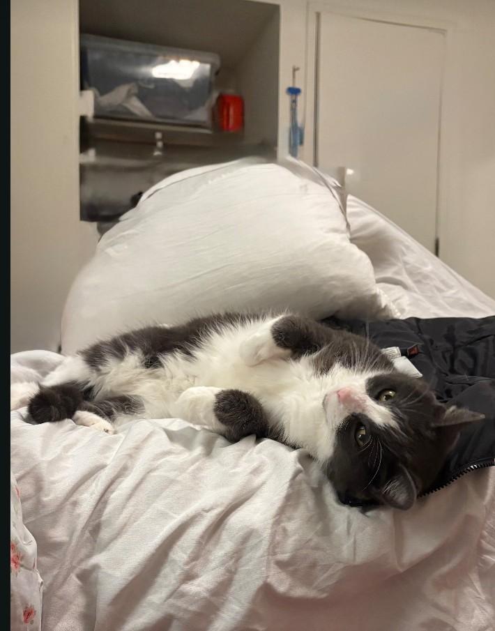 Amie, a ADOPTABLE Domestic Medium Hair in Woodland, CA image 3/4