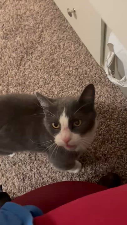 Enlarge Amie, a ADOPTABLE Domestic Medium Hair in Woodland, CA video 4/4