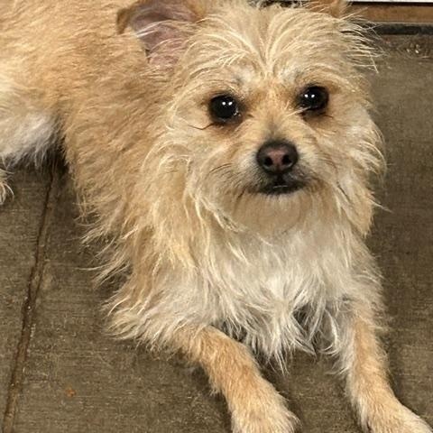 Sandy, an adopted mixed breed in Denison, IA image 2/3