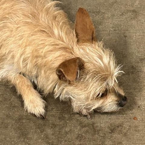Sandy, an adopted mixed breed in Denison, IA image 3/3