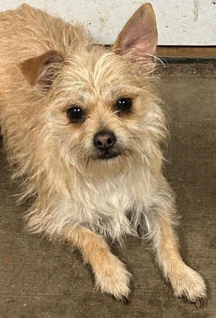 Sandy, adopted, Adult Female Chihuahua.
