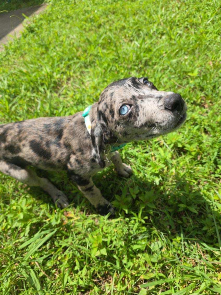 Enlarge Marcy, a Adopted Catahoula Leopard Dog in Franklin, VA image 6/6