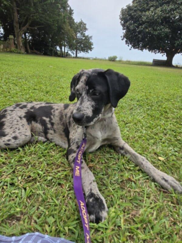 Enlarge Marcy, a Adopted Catahoula Leopard Dog in Franklin, VA image 1/6