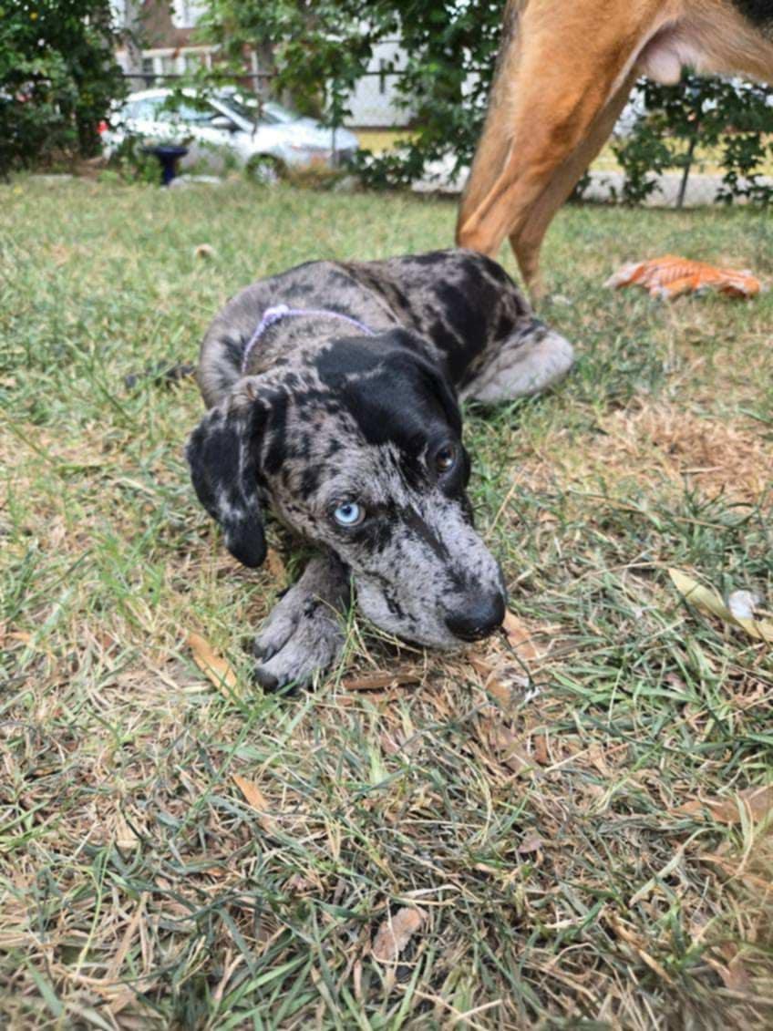 Enlarge Marcy, a Adopted Catahoula Leopard Dog in Franklin, VA image 5/6