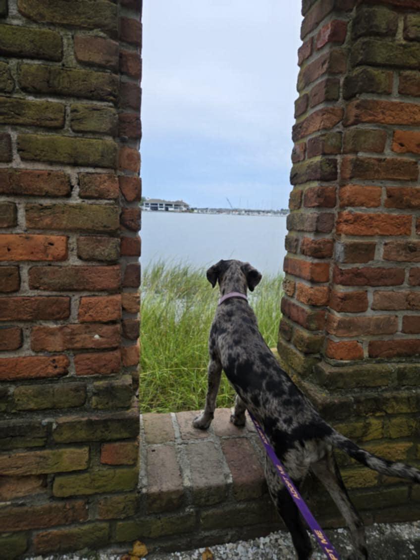 Enlarge Marcy, a Adopted Catahoula Leopard Dog in Franklin, VA image 3/6