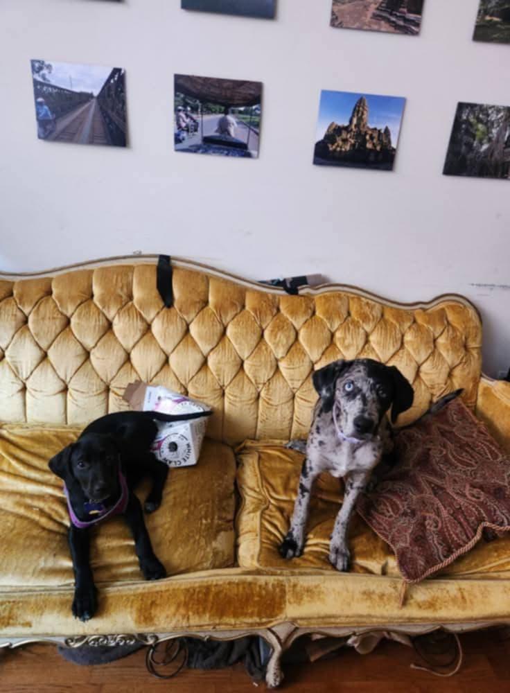 Enlarge Marcy, a Adopted Catahoula Leopard Dog in Franklin, VA image 4/6