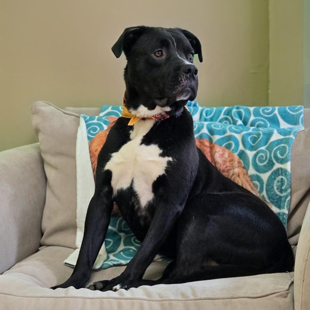 Enlarge Boone, a Adoptable mixed breed in Shelby, NC image 1/6