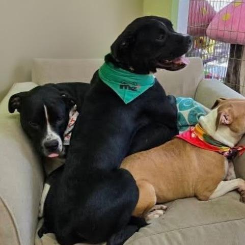 Enlarge Boone, a Adoptable mixed breed in Shelby, NC image 2/6