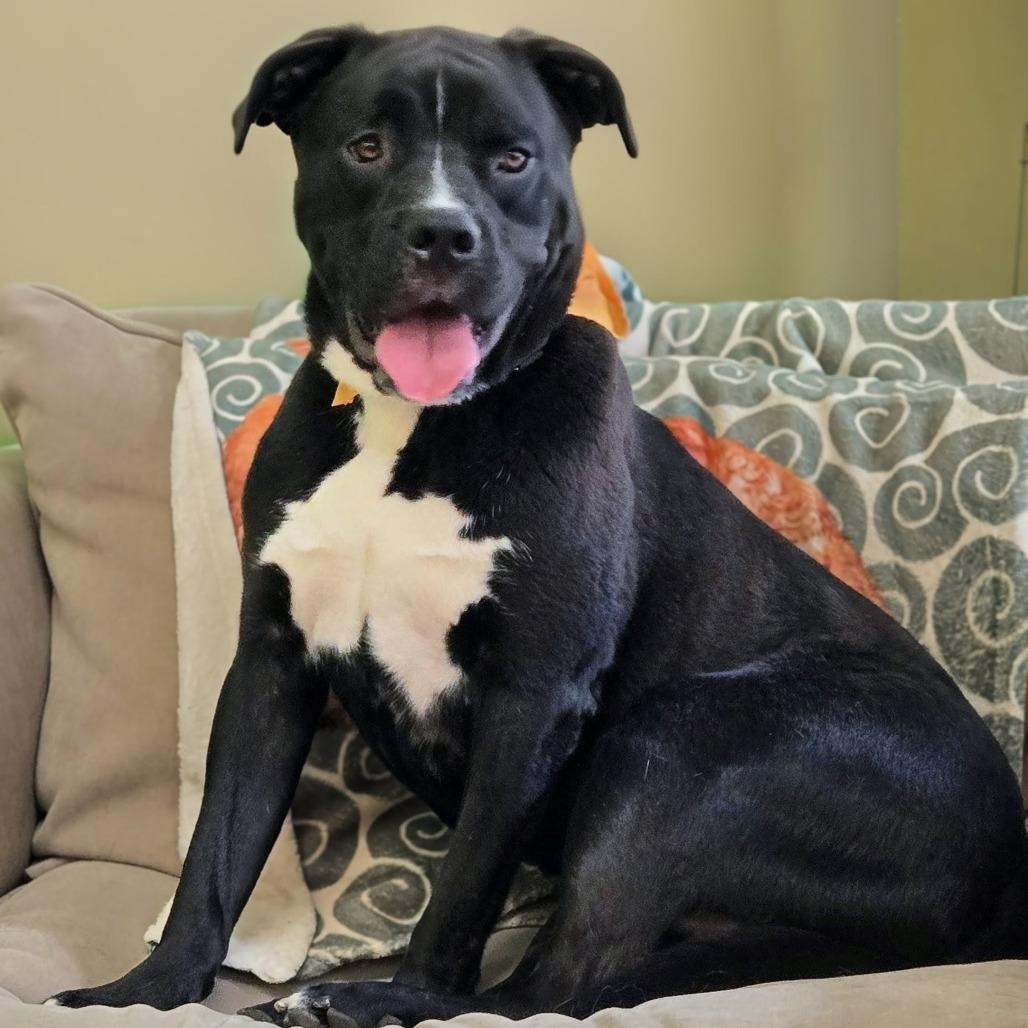 Enlarge Boone, a Adoptable mixed breed in Shelby, NC image 3/6