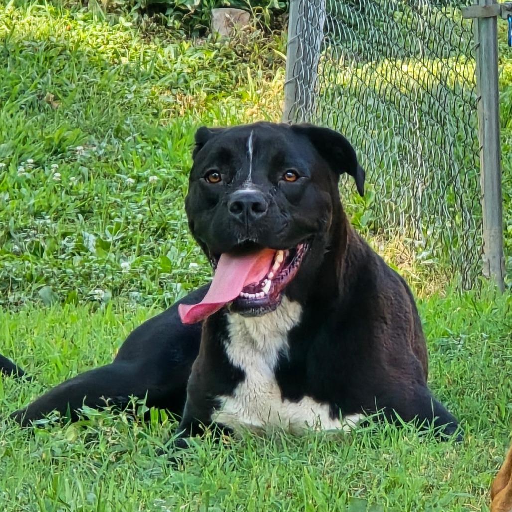 Enlarge Boone, a Adoptable mixed breed in Shelby, NC image 4/6