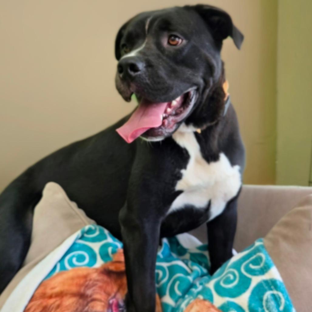 Enlarge Boone, a Adoptable mixed breed in Shelby, NC image 5/6