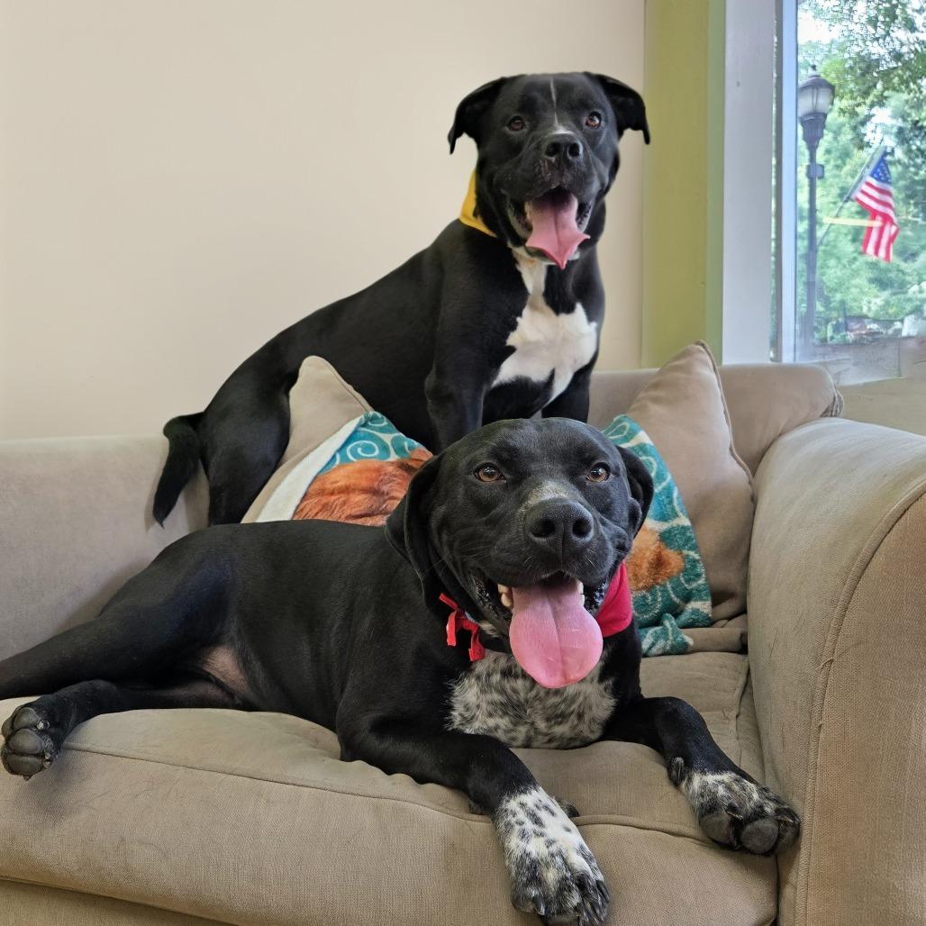 Enlarge Boone, a Adoptable mixed breed in Shelby, NC image 6/6