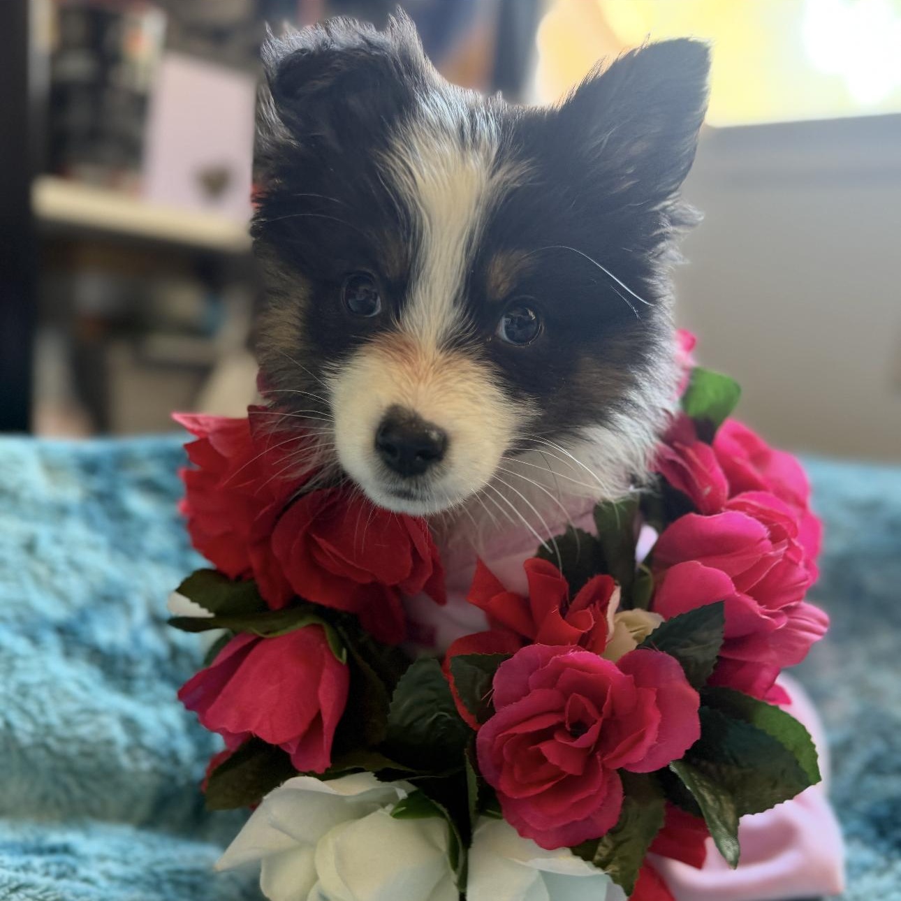Enlarge Angel, a Adopted Australian Shepherd in Riverside, CA image 1/5