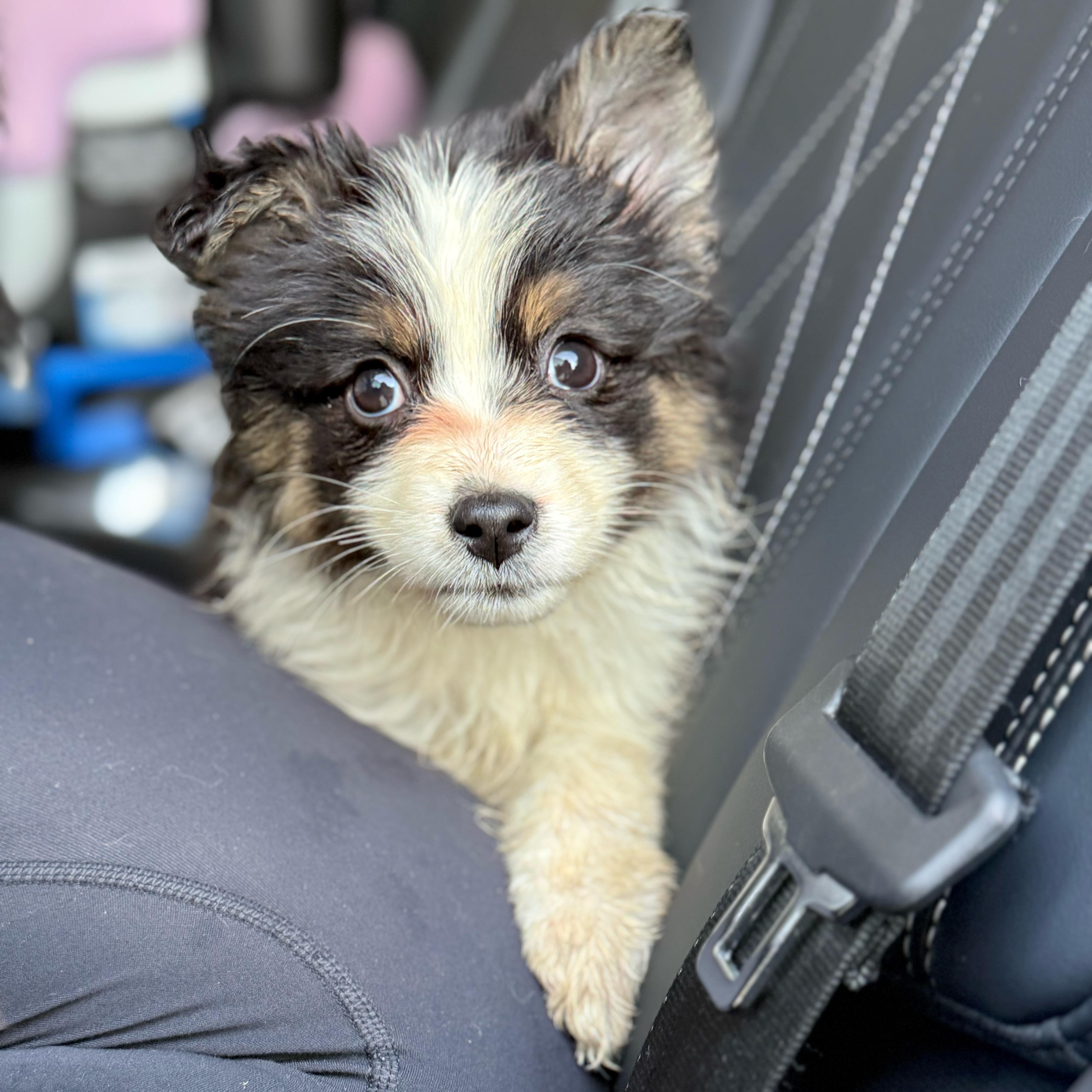 Angel, Adopted, Puppy Female Australian Shepherd.