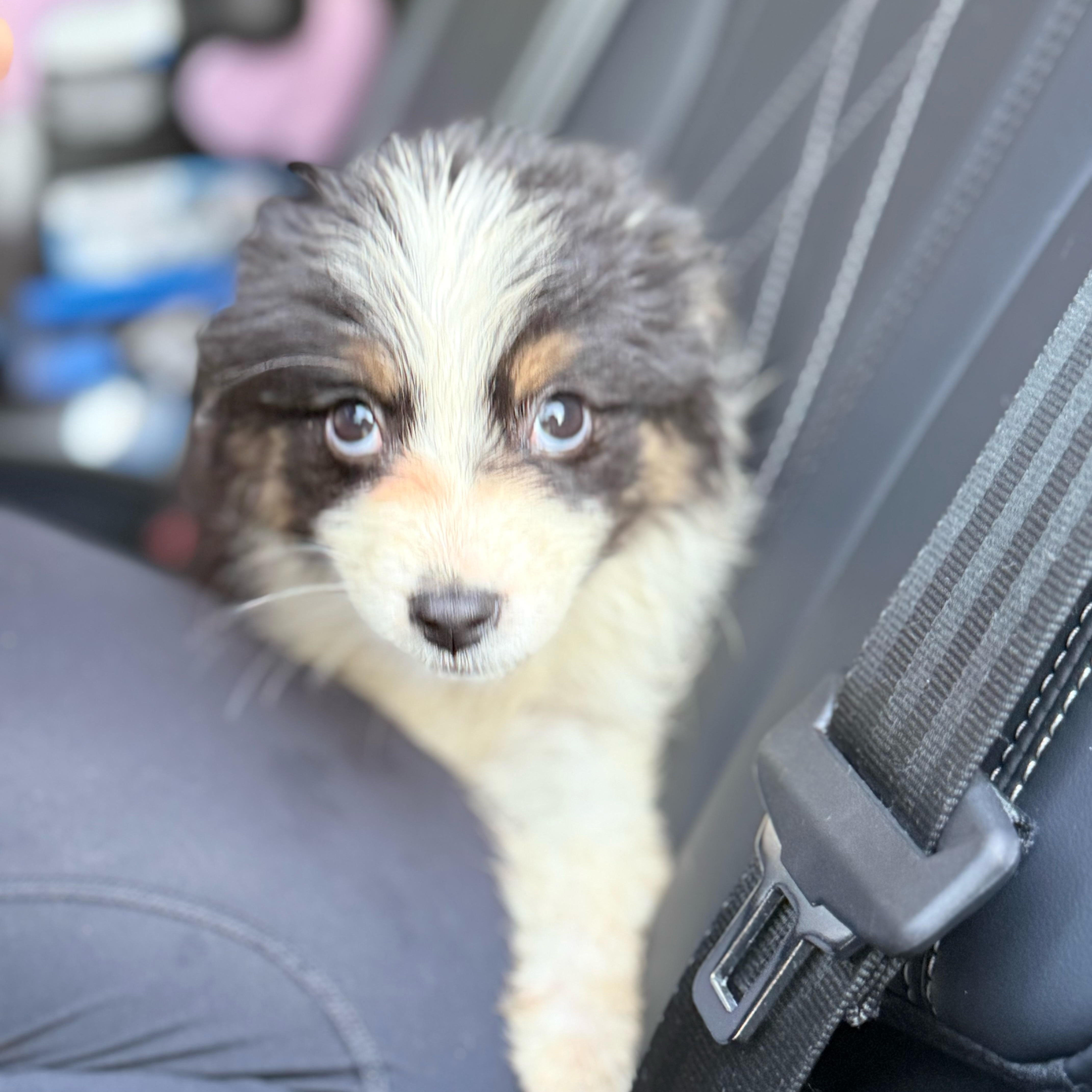 Enlarge Angel, a Adopted Australian Shepherd in Riverside, CA image 5/5
