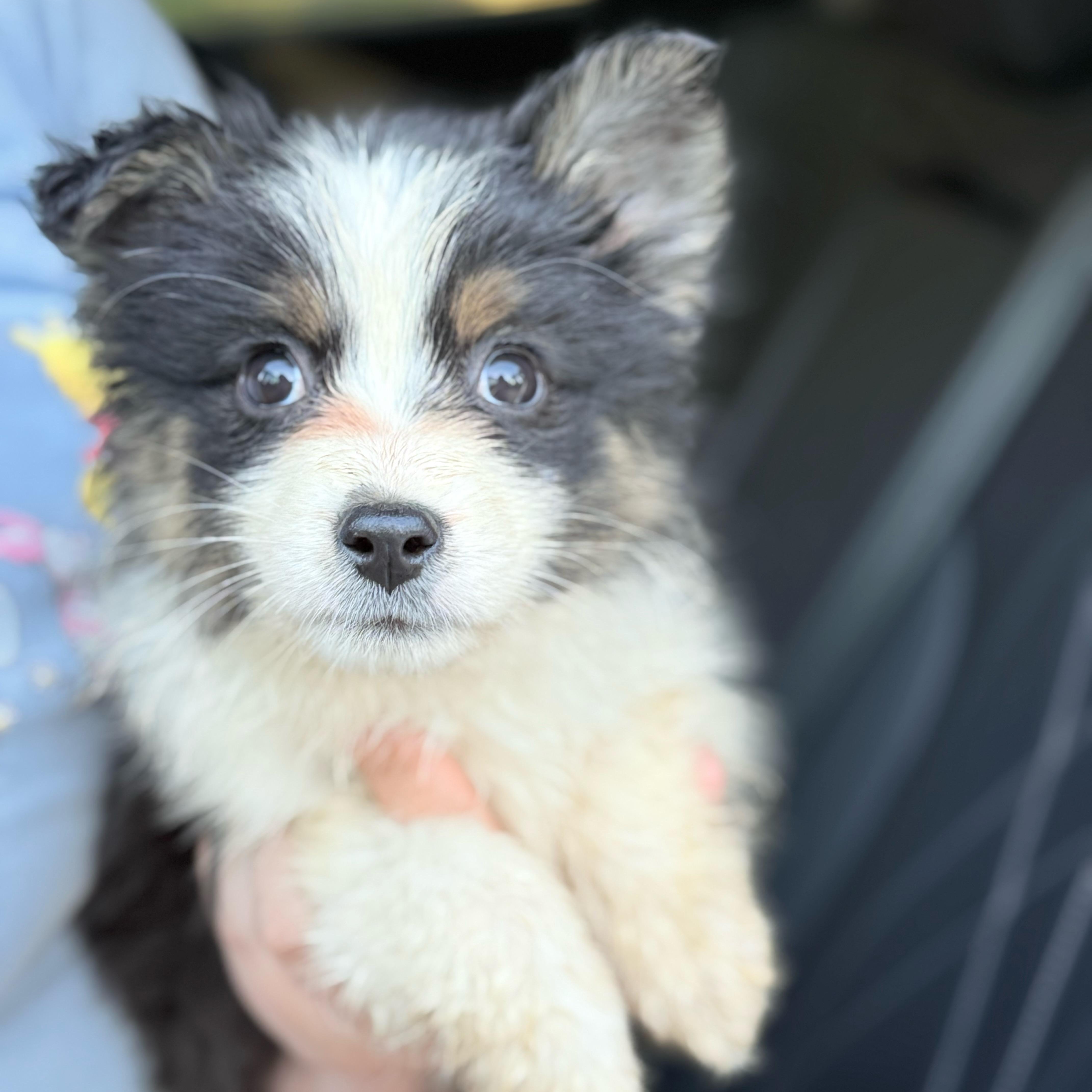 Enlarge Angel, a Adopted Australian Shepherd in Riverside, CA image 3/5