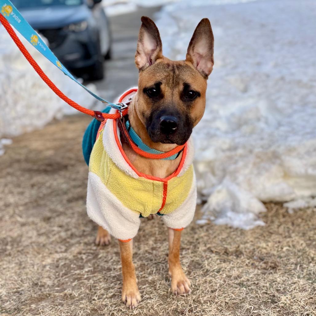 Nakoa — thumbnail 3