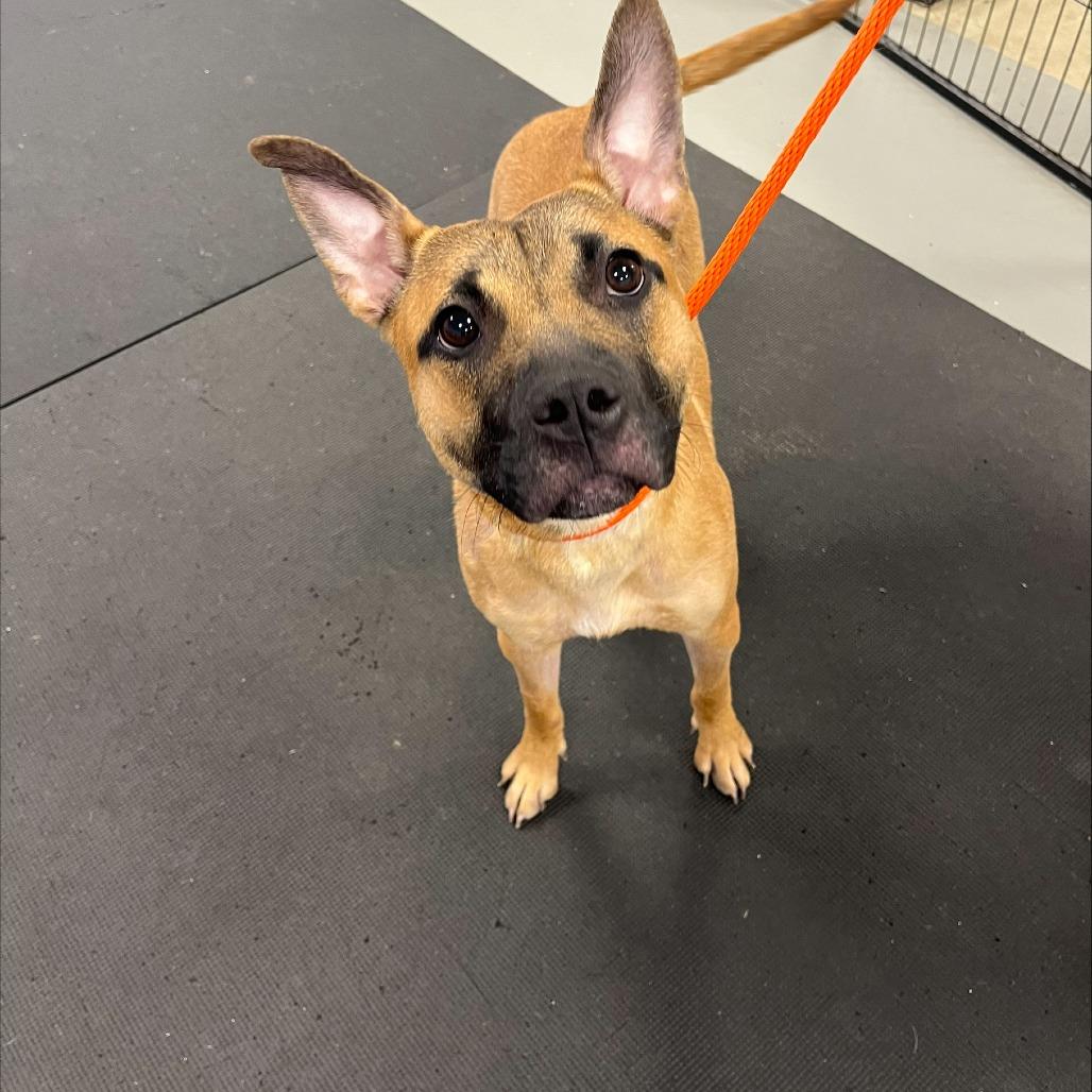 Nakoa — thumbnail 4