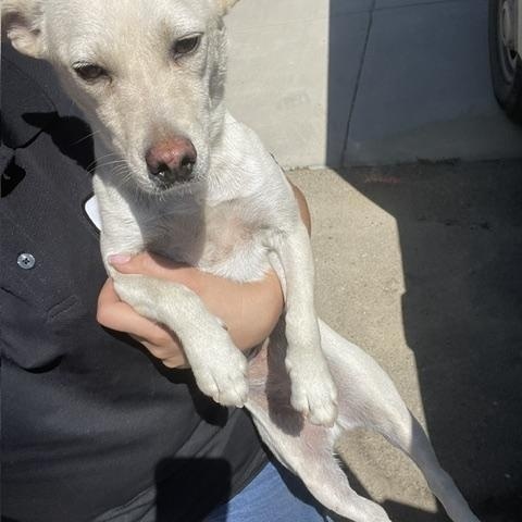 BonBon (Available Sept 10), ADOPTABLE, Young Female Chihuahua.