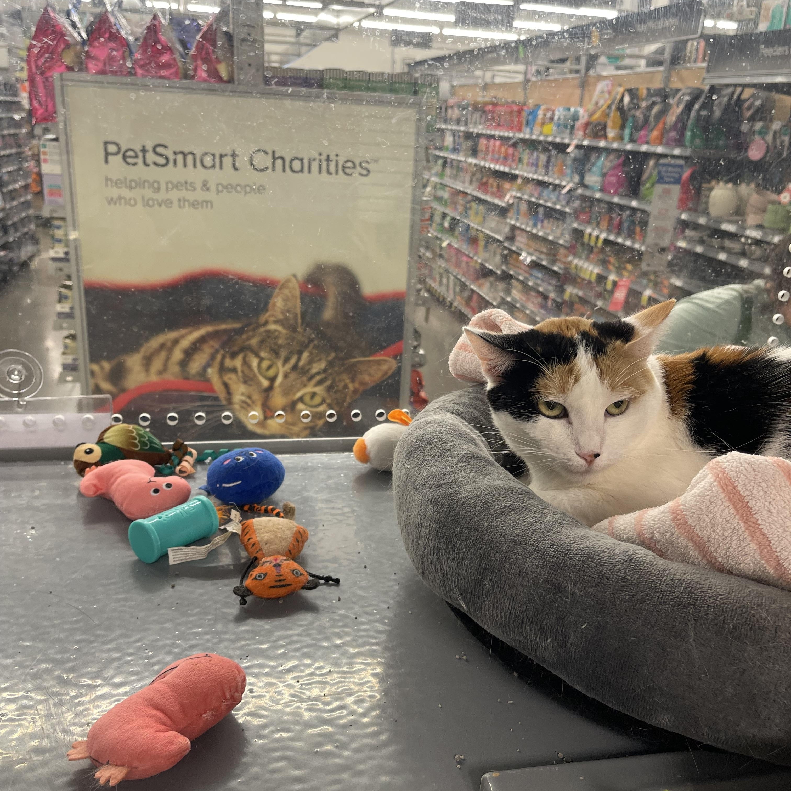 Thelma, Adoptable, Adult Female Calico.