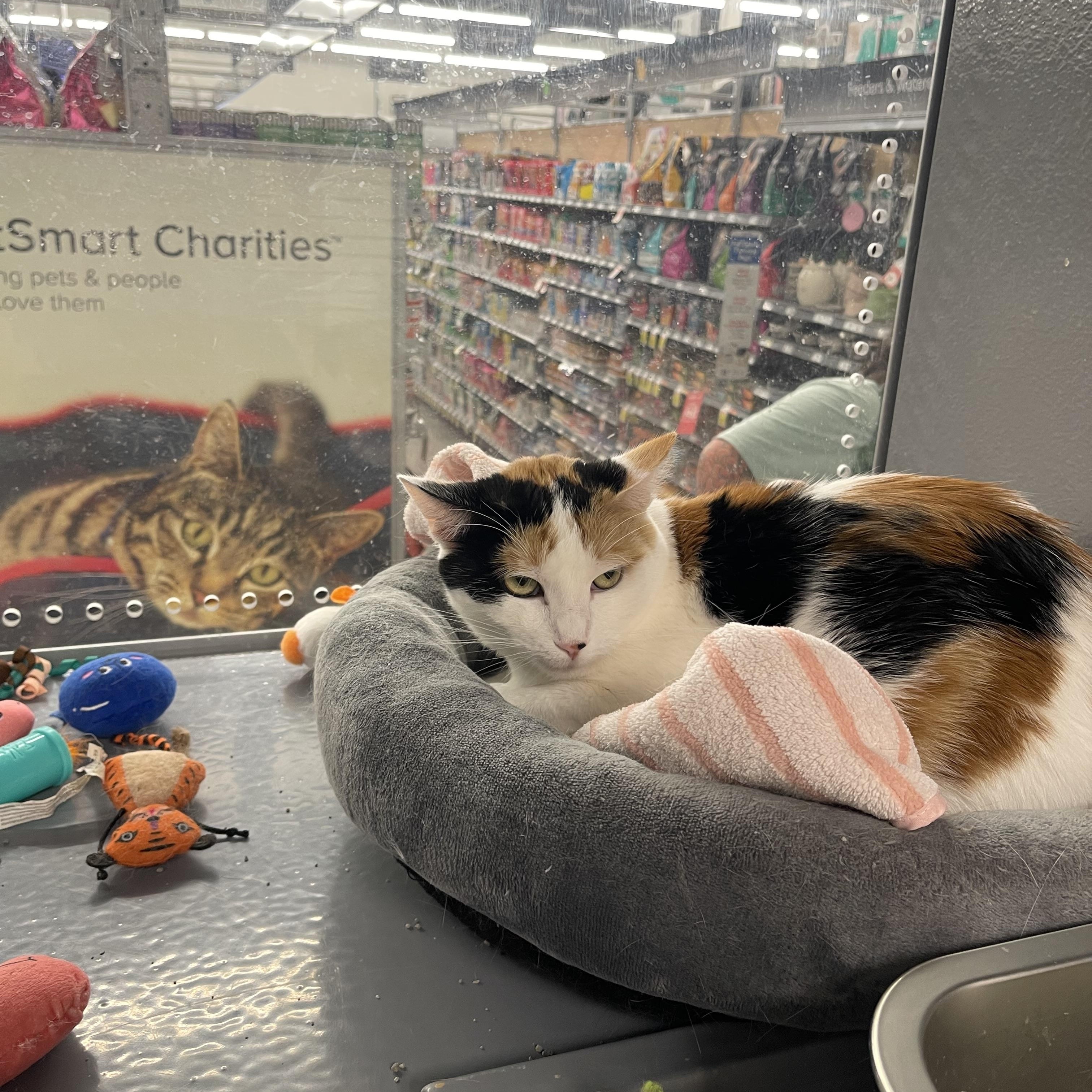 Enlarge Thelma, a Adoptable Calico in Highland, IN image 2/2
