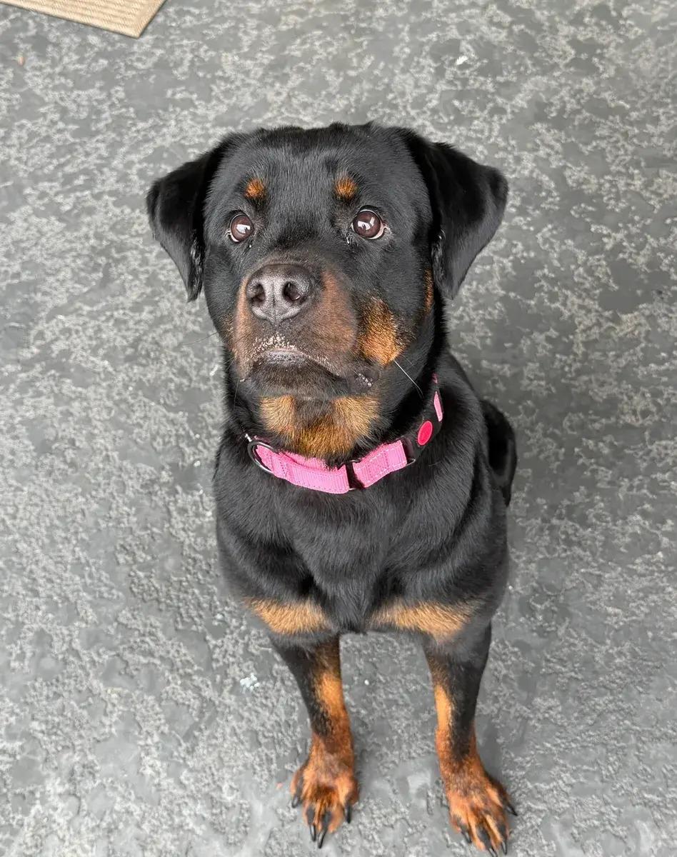 Enlarge Memphis, a Adoptable Rottweiler in Polk, OH image 3/4