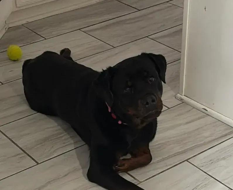 Memphis, Adoptable, Young Female Rottweiler.