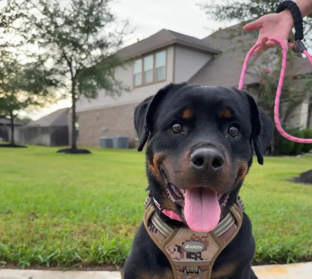 Enlarge Memphis, a Adoptable Rottweiler in Polk, OH image 4/4